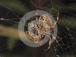 PA9280245 cross orb weaver spider, Araneus diadematus, feeding on trapped wasp cECP 2023