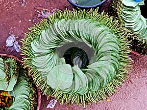 Paan, Betel leaves, stimulant, bangladesh