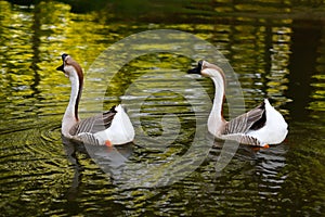 Paar chinese gooses