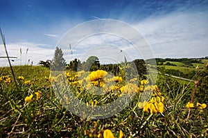 Paardenhoefklaver, Horseshoe Vetch, Hippocrepis comosa