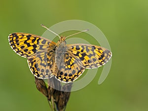Paarse parelmoervlinder, Violet Fritillary, Boloria dia