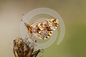 Paarse parelmoervlinder, Violet Fritillary, Boloria dia