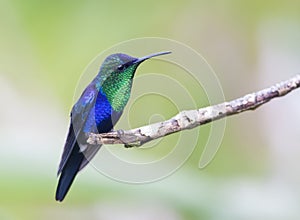 Paarskroonbosnimf, Violet-crowned Woodnymph, Thalurania colombica photo