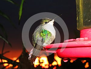 Paarskroonbosnimf, Violet-crowned Woodnymph, Thalurania colombica colombica