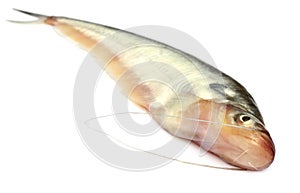 Pabda fish