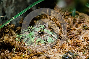 A Pac Man Frog sits in moss