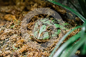 A Pac Man Frog sits in moss photo