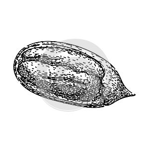 pacana pecan nut sketch hand drawn vector