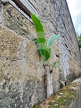 The pace tree is blooming with leaves between the fance walls