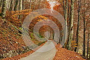 Paceful road through the colorful autumn forest