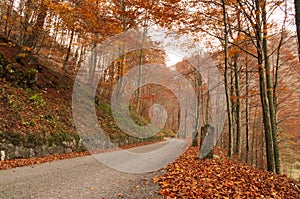 Paceful road through the colorful autumn forest