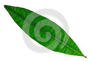 Pachira aquatica leaves isolated on a white background