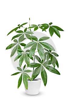 Pachira aquatica a potted plant isolated over white