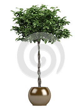 Pachira or money tree