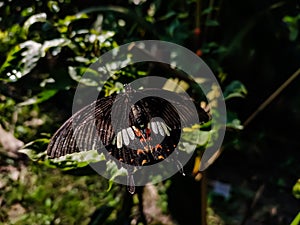 Pachliopta aristolochiae, the common rose, is a swallowtail butterfly belonging to the genus Pachliopta, the roses, or red-bodied