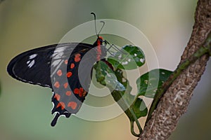 Crimson rose butterfly - side view