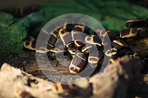 Pachnoda Marginata Beetles