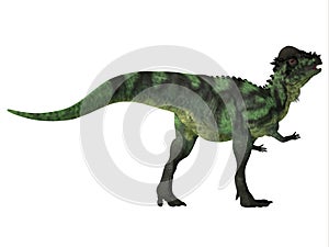 Pachycephalosaurus Dinosaur Tail