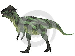 Pachycephalosaurus on White photo