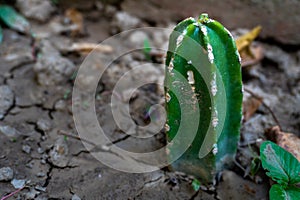 Pachycereus marginatus, an upright, clumping, imposing columnar cactus in an Indian garden with cracked soil