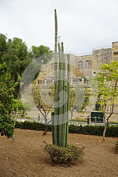 Pachycereus pringlei is a species of plant in the genus Pachycereus from the cactus family Cactaceae. Floriana, Malta