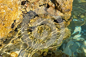 Pachygrapsus marmoratus common known as marbled rock crab amalgamate with rock. Sea crab