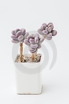 Pachyphytum Blue Haze Succulent houseplant in white plastic pot. Pink flower rosette bouquet arrangement, blossom home decor