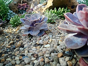 pachyphytum - Garden by the bay