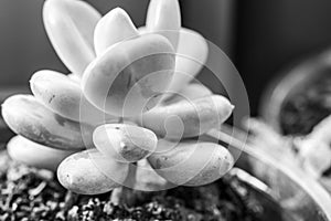 Pachyphytum oviferum \'Moonstones\' - black and white photo