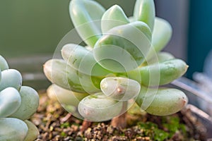 Pachyphytum oviferum \'Moonstones\' - pale green in color