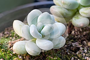 Pachyphytum oviferum \'Moonstones\' - pale green in color