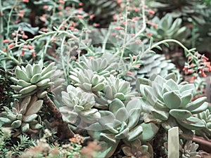 The Pachyphytum. Succulent plant Hen and chicks
