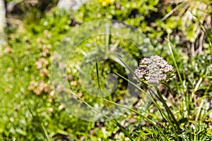 Pachypleurum Ledeb. - plant. photo