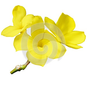 Pachypodium densiflorum