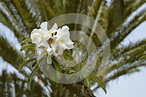 Pachypodium lamerei