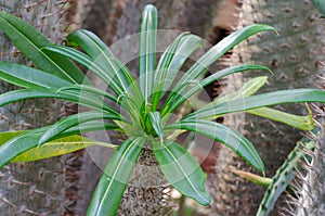 Pachypodium Lamerei Madagascar Palm also called Club Foot