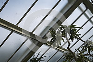 Pachypodium lamerei plant
