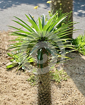 Pachypodium Lamerei Plants Decoration in The Pots