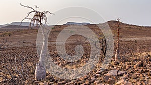 Pachypodium lealii, Namibia bottle tree