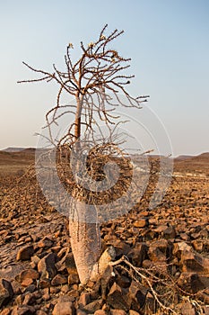 Pachypodium lealii, Namibia bottle tree