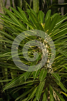 Pachypodium plant succulent close-up. Floral background green. Full frame and vertical. Blur and selective focus