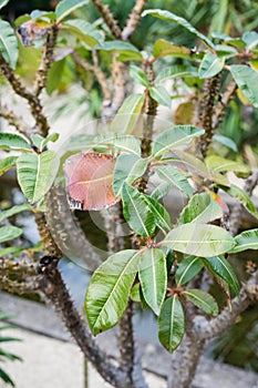 Pachypodium plant tree palm cactus close up tree trunk leafs and flower bud