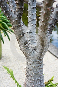 Pachypodium plant tree palm cactus close up tree trunk leafs and flower bud