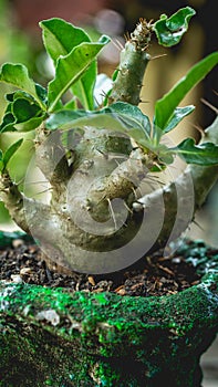 Pachypodium saundersii on handmade concrete artisan pot