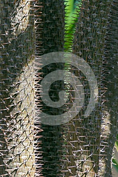 Pachypodium tree trunk, close-up. Background with thorns