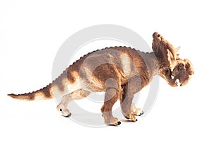 Pachyrhinosaurus Dinosaur on white background