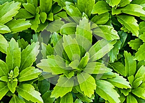 Pachysandra