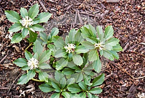 Pachysandra Blooming in Spring