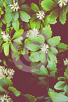 pachysandra inflorescence close up