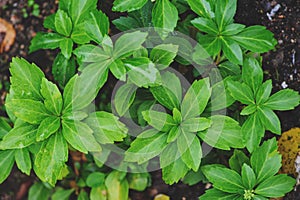 Pachysandra terminalis `Green Carpet` closeup